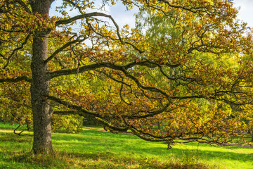 Large oak tree with autumn colors on a meadow
