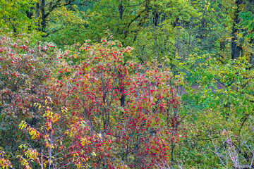 Rowan tree with red berries in a woodland