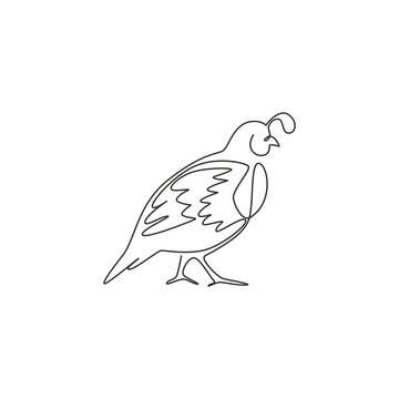 One single line drawing of funny valley quail for logo identity. California quail bird mascot concept for national conservation park icon. Modern continuous line draw design vector illustration