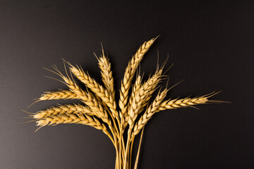 Spikelets of golden wheat,  isolated on black background