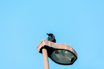 crow perched above street lamp