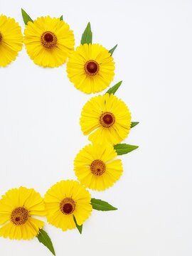 Yellow rudbekia flowers or coneflowers scattered on a white background in the form of a circle. The concept of love and health.
