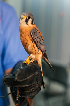 Kestrel on gloved hand