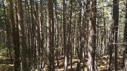 Fototapeta premium trees in the forest