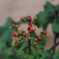 Obraz premium red berries on a bush