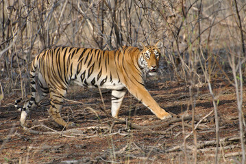 Fototapeta na wymiar Indian Tiger (Panthera tigris) walking 