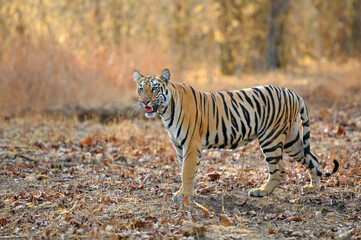 Indian Tiger (Panthera tigris) sub adult look