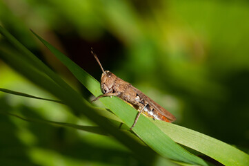 common field grasshopper  (Chorthippus brunneus)Közönséges tarlósáska