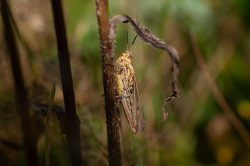 bow-winged grasshopper (Chorthippus biguttulus)zengő tarlósáska
