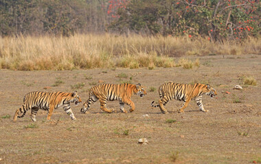 Fototapeta na wymiar Indian Tiger (Panthera tigris) walking in group