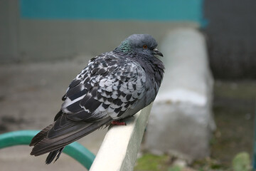 pigeon on the back of a bench near the house