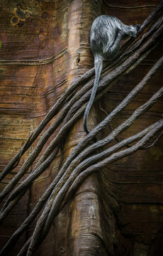 Silvered Leaf Monkey