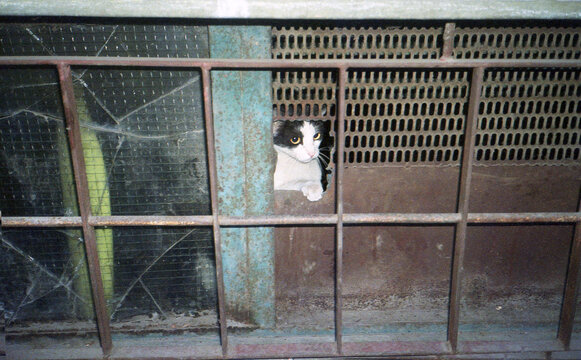 Cute kitten peeking through the basement window