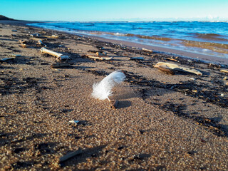 White feather on the beach sand on sea coast