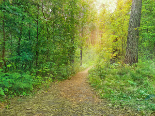 A path in the forest that goes down. Bright sunlight illuminates the path at the end of the path