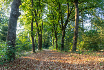 Obraz premium Forest in autumn, with colored leaves on the ground