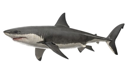 Fototapeta premium 3d rendered great white shark