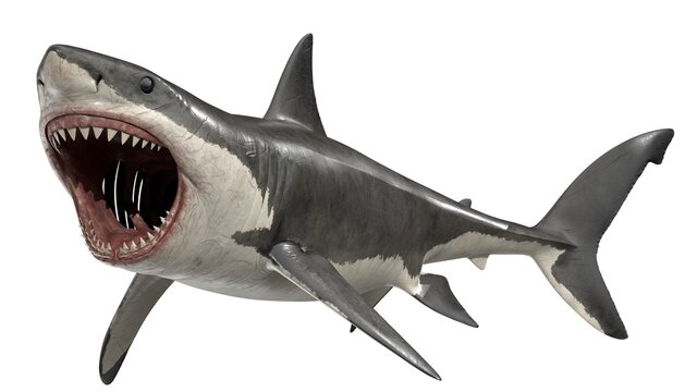 3d rendered great white shark