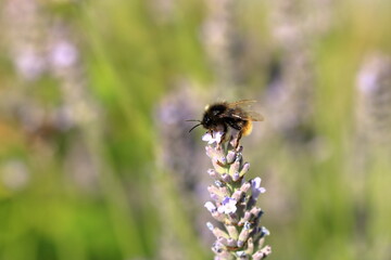 Bumblebee (Bombus) on Lavender (Lavandula)