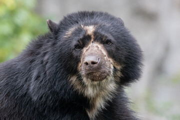 closeup of a young male bear