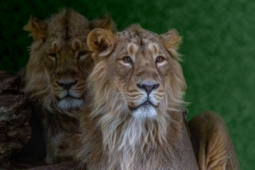 Fototapeta na wymiar portraits of two male lions