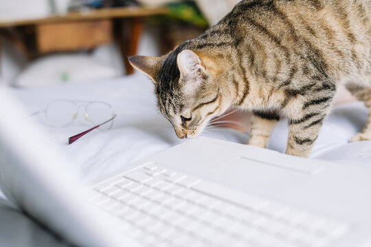 A cat using a computer in a bedroom.