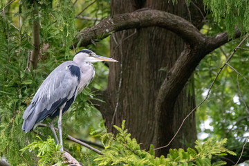 a gray heron in a tree