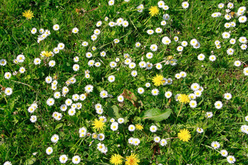 Gaensebluemchen, Bellis perennis, Blume, Pflanze, Thueringen, Deutschland, Europa