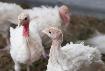 Fotobehang young turkeys on the farm, turkey breeding © melya31