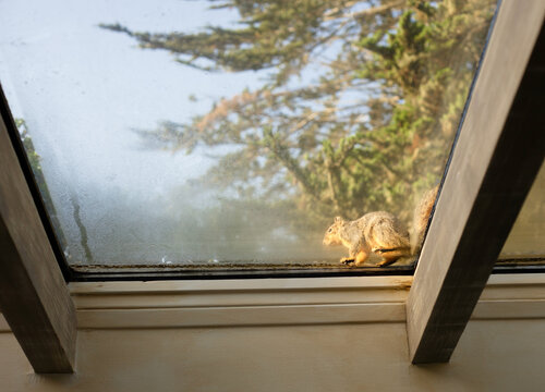 Squirrel on the glass roof of a house
