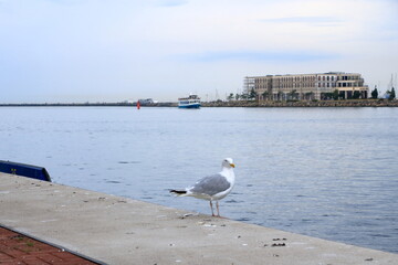 Lonely seagull looking in harbor of Rostock-Warnemünde