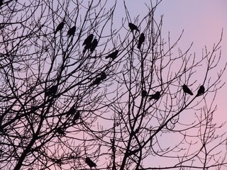 Oiseaux posés dans les branches