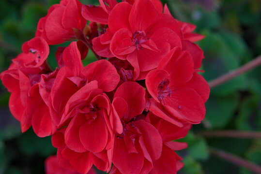 Deep Red Flowers With Blurred Green Background.