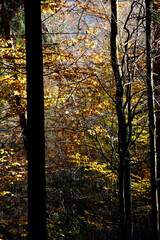 Obraz premium Im Herbst tragen die Baeume und Straeucher ein buntes und schoenes Laub. Thueringen, Deutschland, Europa