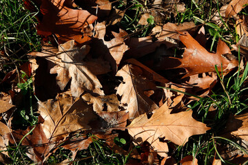 Im Herbst tragen die Baeume und Straeucher ein buntes und schoenes Laub. Thueringen, Deutschland, Europa