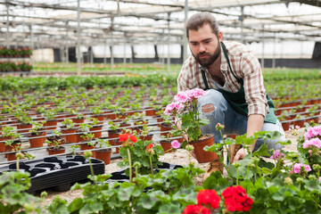 Male worker controlling quality of geranium flowers in greenhouse farm