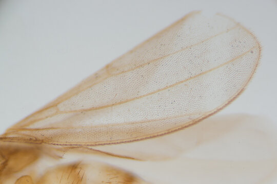 wing detail of Drosophila fruit fly