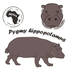 Pygmy hippopotamus vector image isolated on white background. African wild animal. Small hippopotamid in full growth and profile head, color design. Nocturnal pygmy hippo. Hipopotam Animal of Africa.