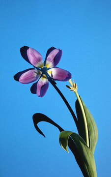 Reconstructed tulip