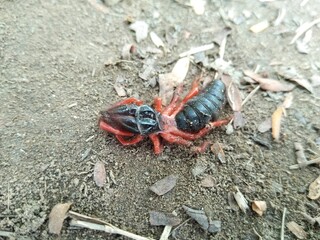 A picture of ant with blur background