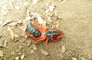 A picture of ant with blur background