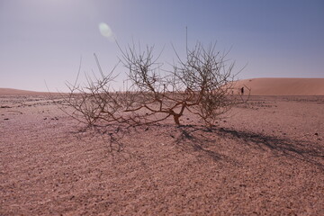 Desert plants in the Empty Quarter of Saudi Arabia