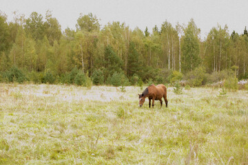 a horse grazing in a meadow