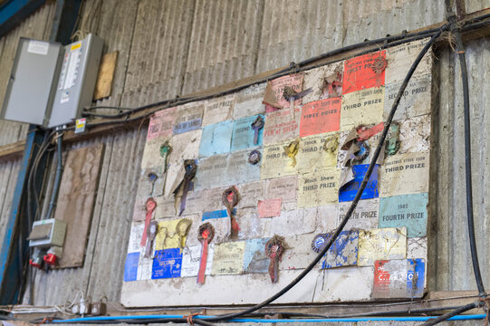 Old and worn board of historic farming rosettes and awards