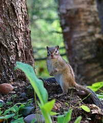 a striped Chipmunk stands on its hind legs in the forest