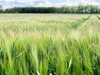 Getreide auf Feld II