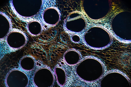 Cells of plant, Cucurbita stem
