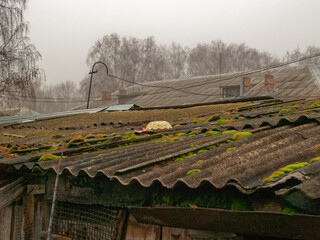 green moss on a slate roof, Russia