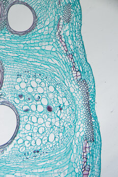 Cells of plant, Cucurbita stem