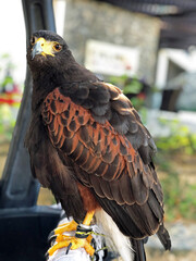 Falke mit Blick in Kamera I